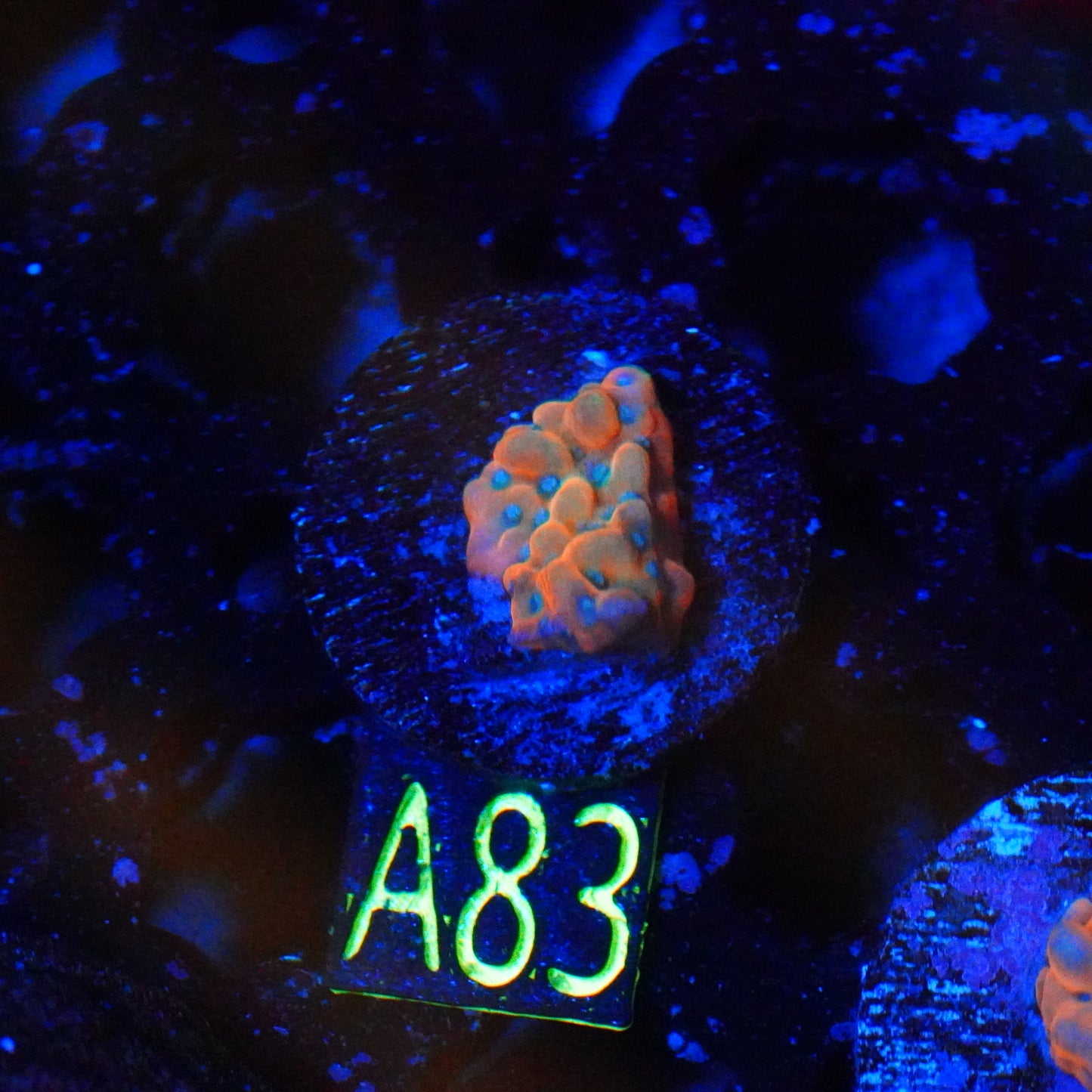 WYSIWYG Montipora A83