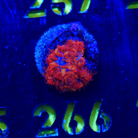 Blue Raven Blastomussa