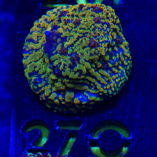 WYSIWYG Cloudberry Chalice 270