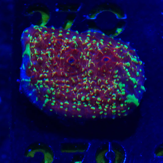 WYSIWYG Gold Meister Chalice 279