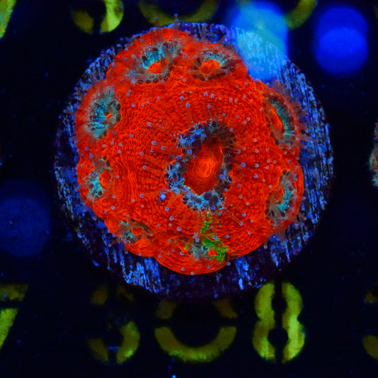 WYSIWYG Bleeding Apple Bowerbanki 308