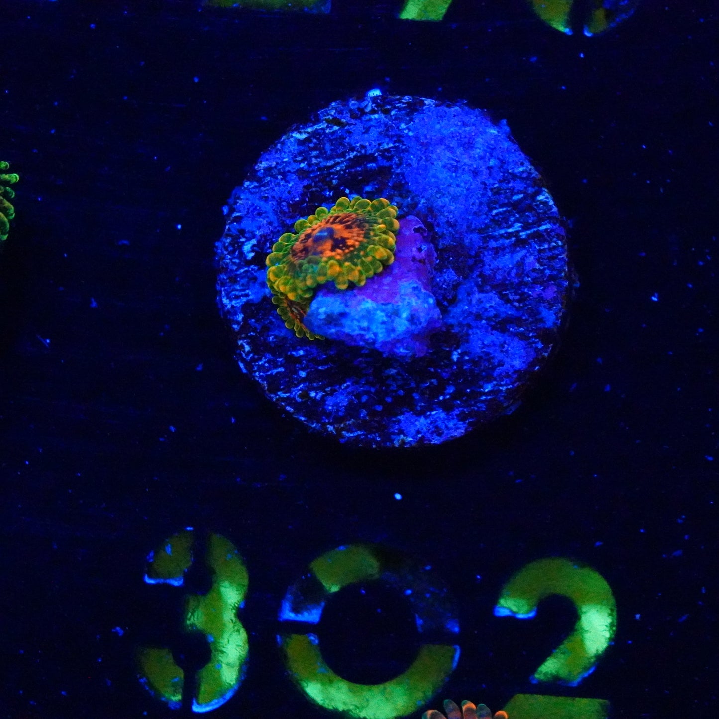 WYSIWYG Grand Master Krakatoas 2 polyps 302