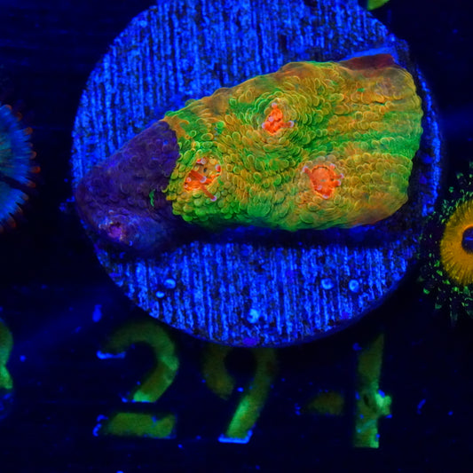 WYSIWYG Crayola Meltdown Chalice 294