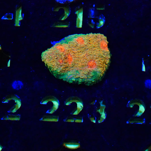 WYSIWYG Mummy Eye Chalice 223