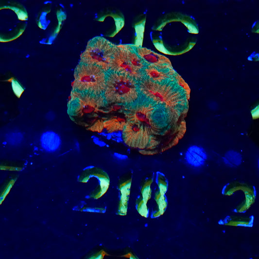 WYSIWYG Fascination Favia 218