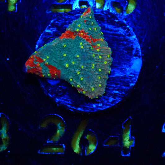 WYSIWYG Yellow Polyp Grafted Monti 264