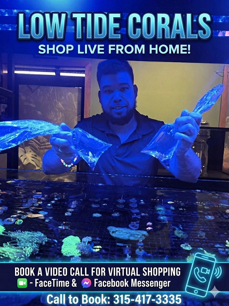 Purchase Live Video Shopping