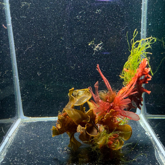 HodgePodge Macro Ball 1