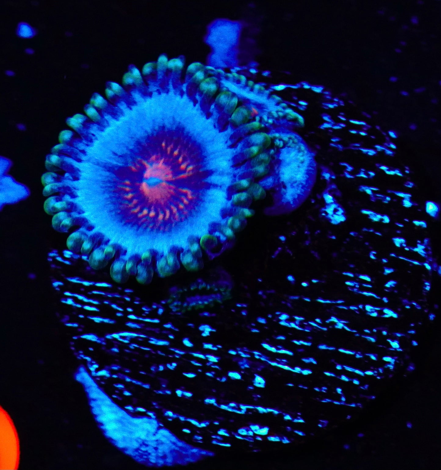 Miami Vice Zoanthid