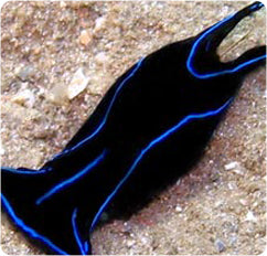 Blue Velvet Seaslug