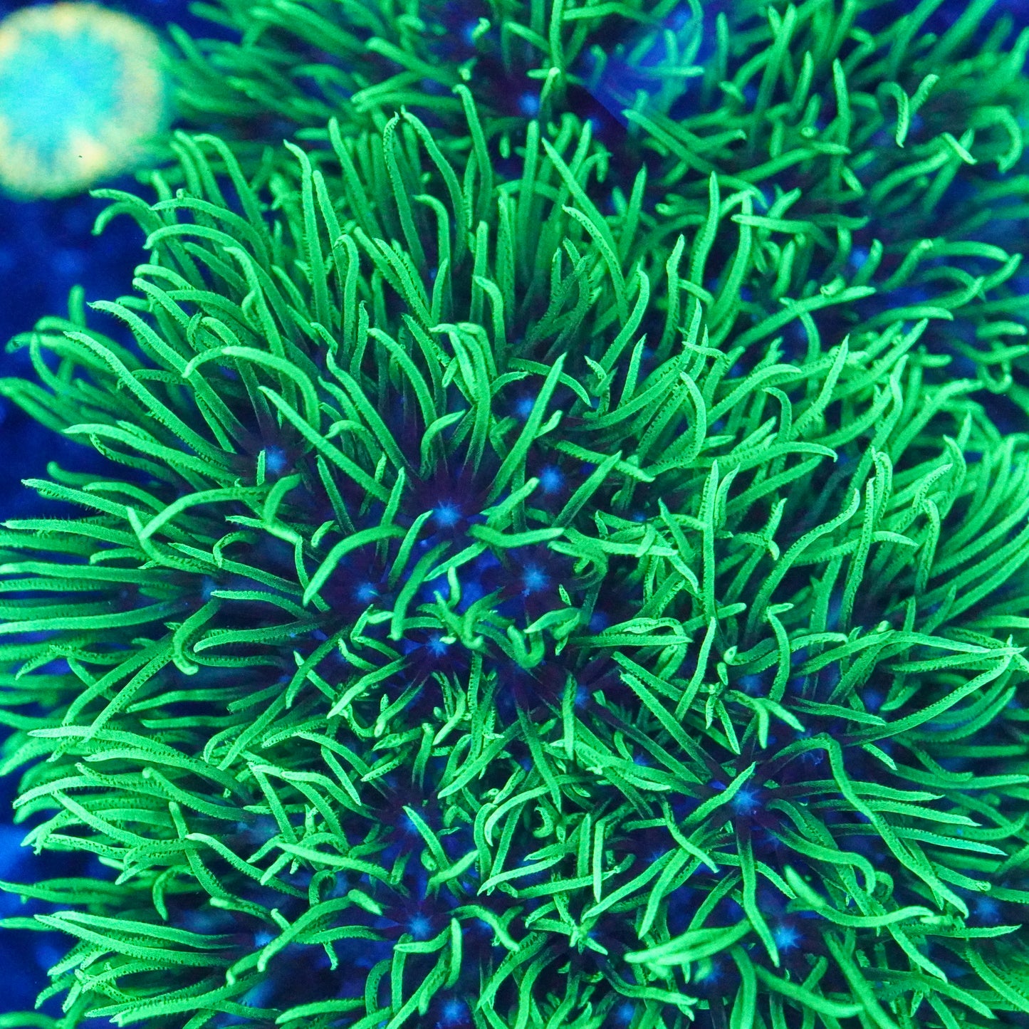 Neon Green Star Polyps
