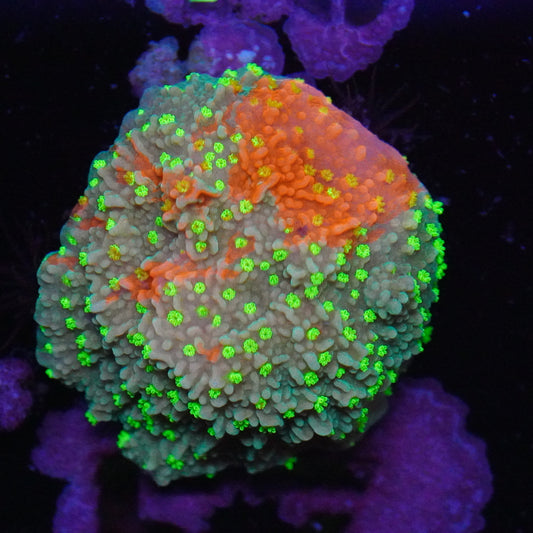 Grafted Montipora