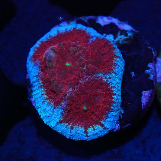 LTC Blast Zone Favia Coral