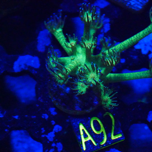 WYSIWYG LTC Glitter Bomb A92