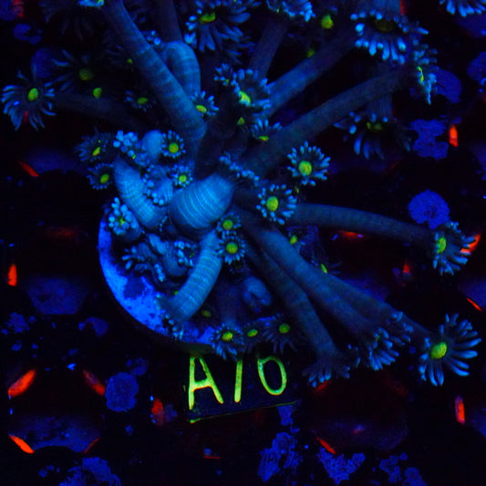 WYSIWYG Alien Eye Goniopora A76