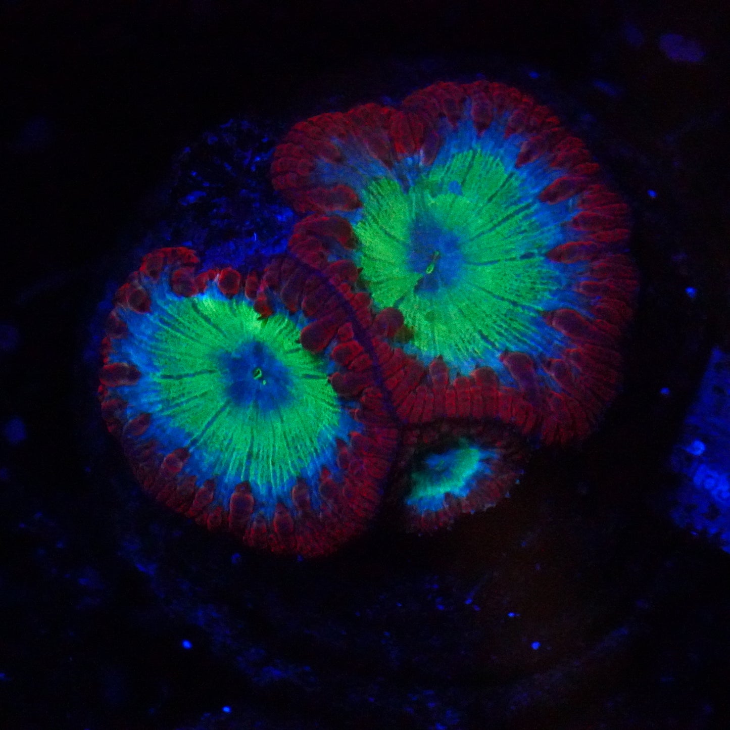 WYSIWYG Large Blasto Colony