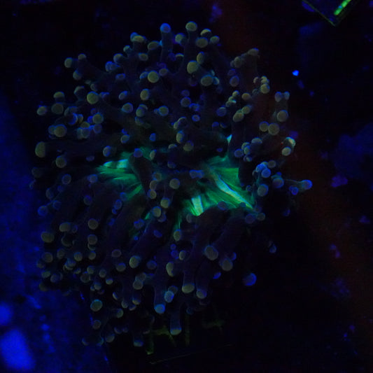 WYSIWYG Bicolor Pink Frogspawn