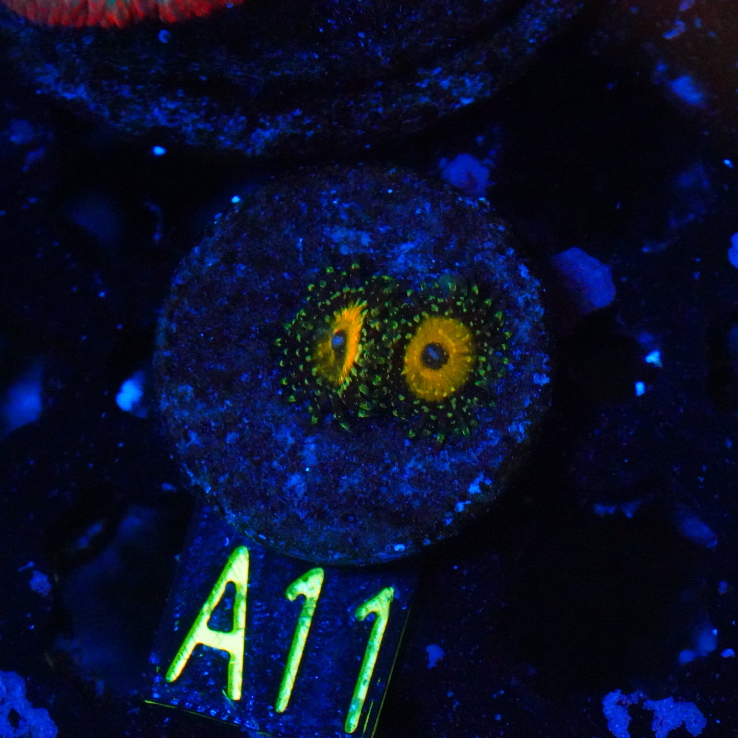 WYSIWYG God Beast Zoa A11