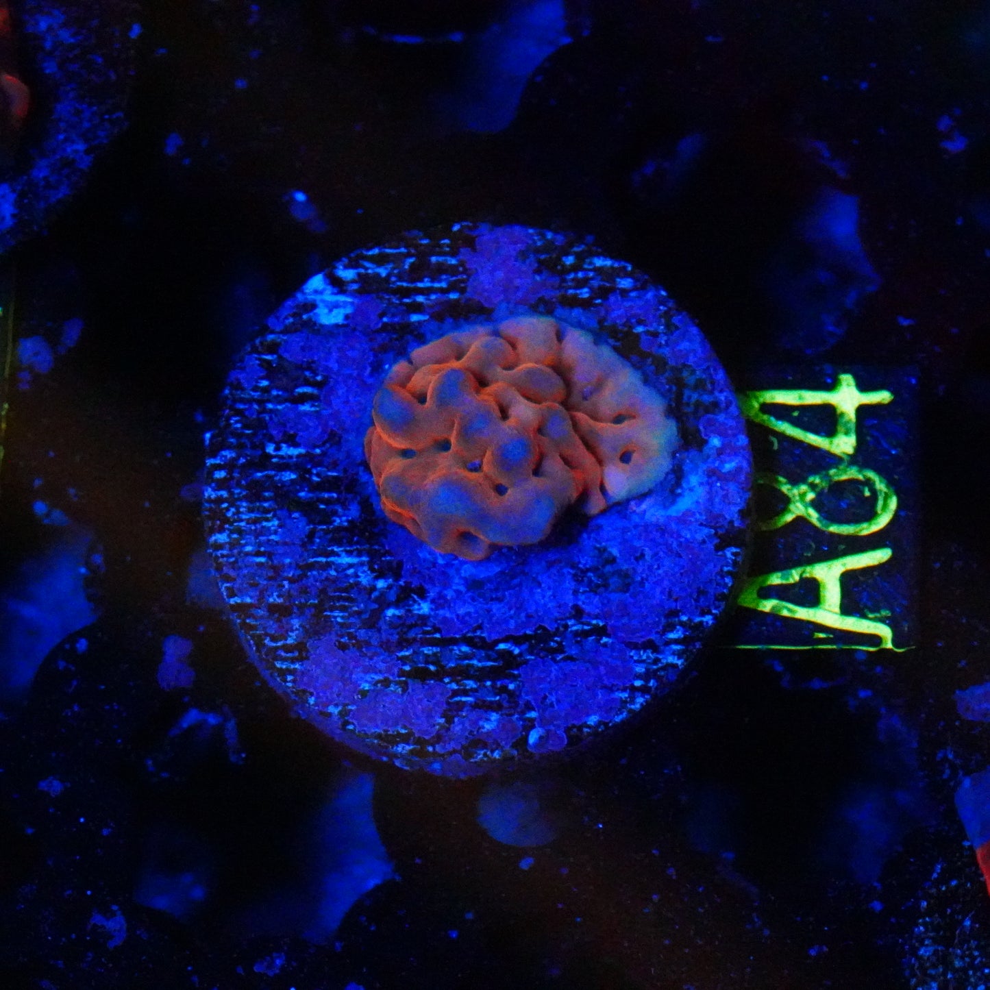 WYSIWYG Montipora A84