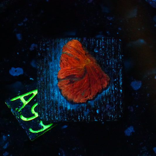 WYSIWYG Diablo Plate Coral A99