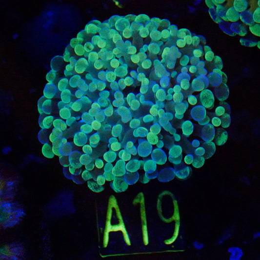 WYSIWYG Bicolor Splatter Hammer A19