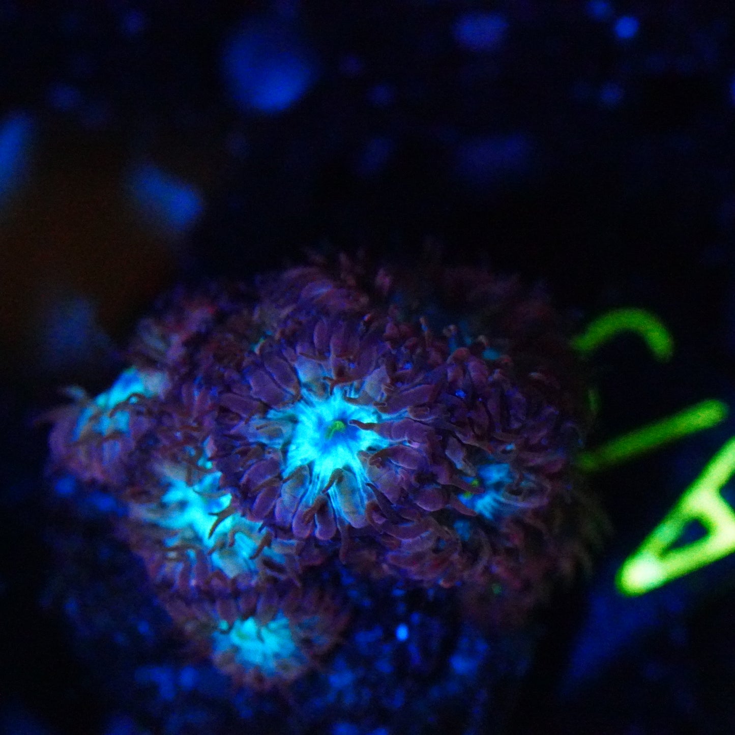 WYSIWYG Purple Blasto Marletti A75