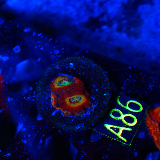 WYSIWYG Ruby Red Micromusa A86