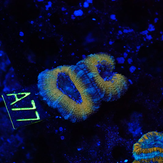 WYSIWYG Yellow and Blue Acan A77