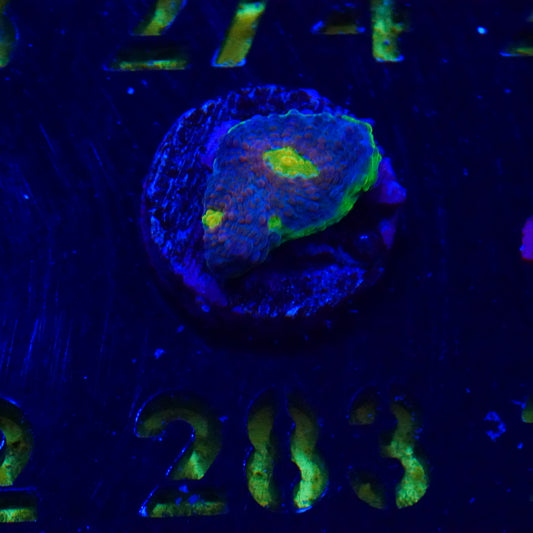 WYSIWYG Jelly Bean Chalice 283