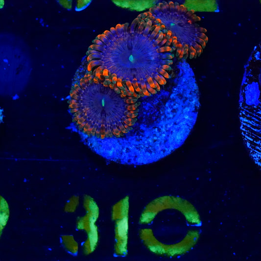 WYSIWYG Fairy Fart Zoas 310
