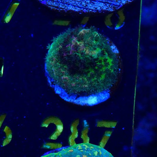 WYSIWYG Red Planet Acropora 287
