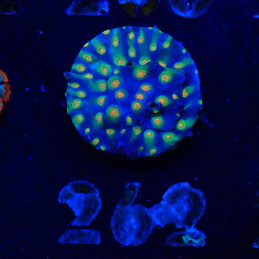 WYSIWYG Fantasy Cyphastrea 302