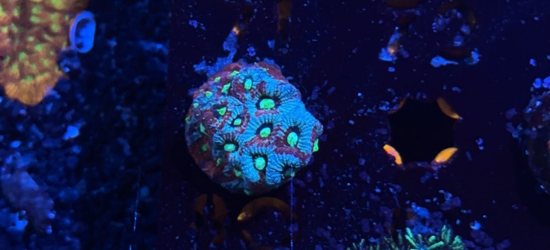 Multicolored War Coral Aquacultured