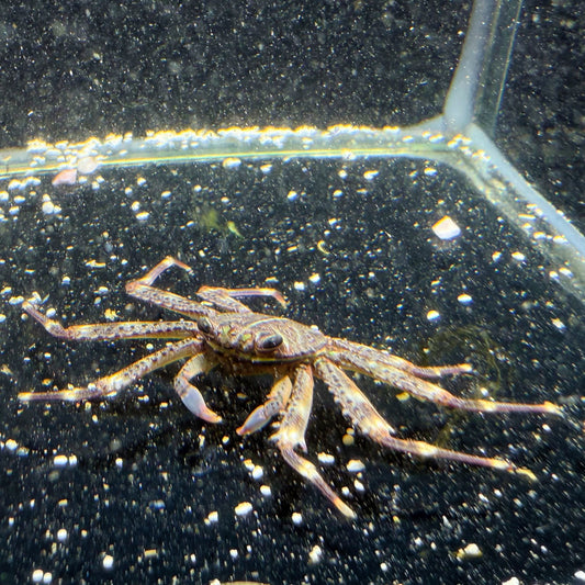 Sally Lightfoot Crab