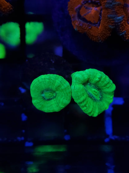 Kryptonite Green Candy Cane Coral