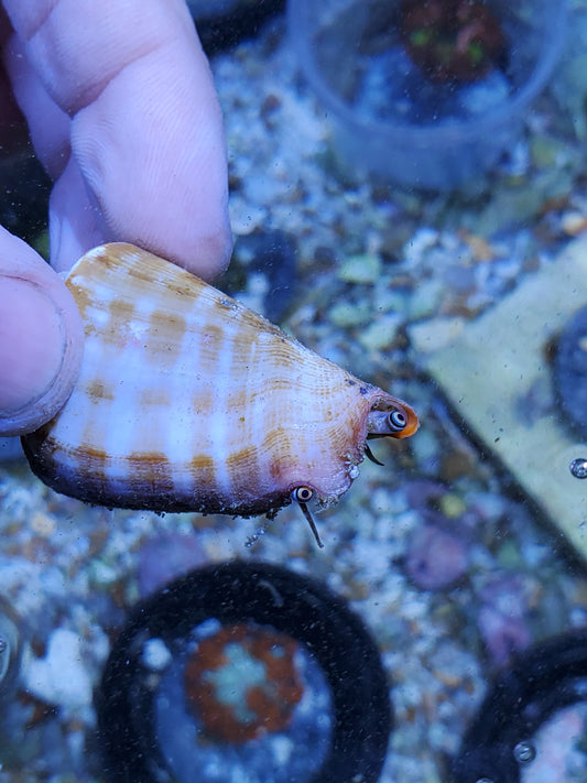 Fighting Tiger Sand Conch